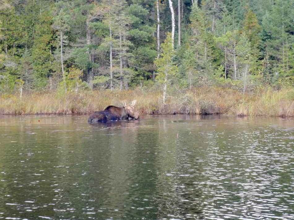 Moose - Robert Bullis BWCA Boundary Waters Canoe Trip Log