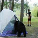 Tent Bear © MN DNR
